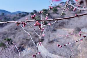 足球比分模拟程序