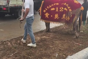 湖人队内训练 东契奇撤步三分&蒂埃罗补扣